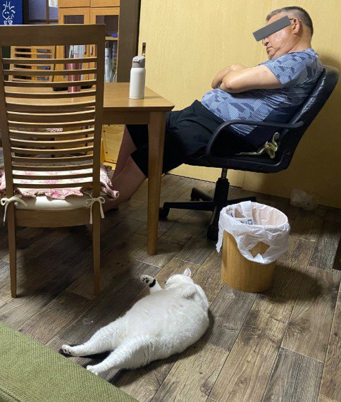 うたた寝する男性と猫