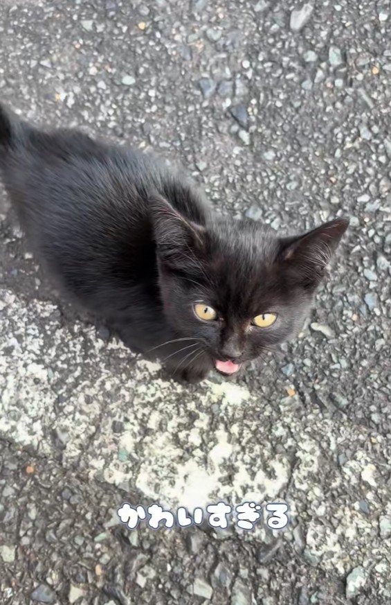 鳴いている黒猫