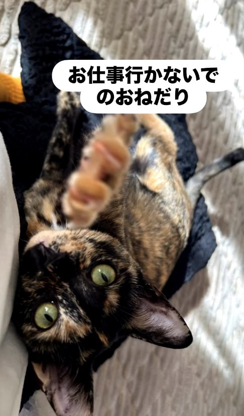 カメラに向かって前足を伸ばしている猫「お仕事行かないでのおねだり」