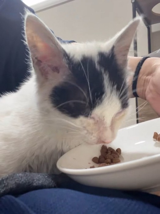 ごはんを食べる子猫