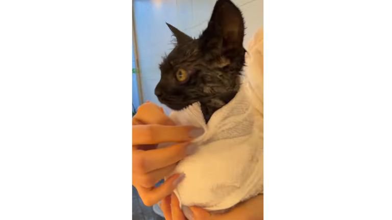 抱かれている猫
