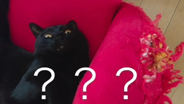 赤いソファーに横になる黒猫