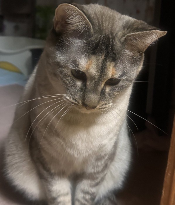 程よい肉付き感の猫