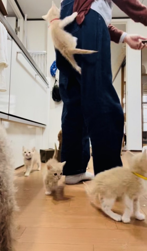 投稿主さんのごはんの準備が待ちきれず騒ぐ子猫たち