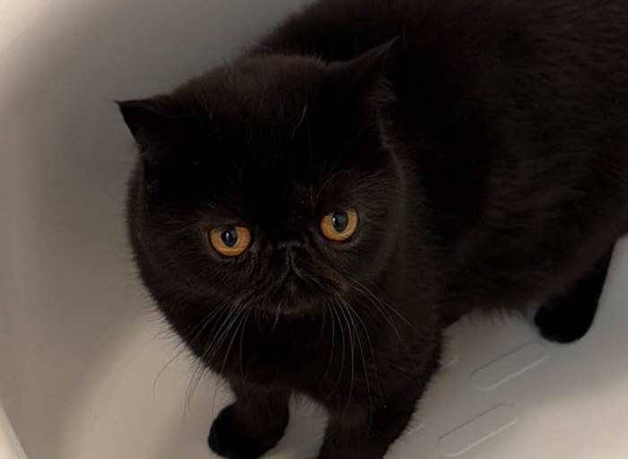 お風呂に入る黒猫の顔