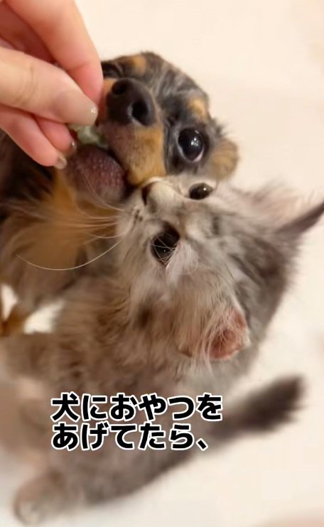 犬のおやつをほしがっているマンチカン