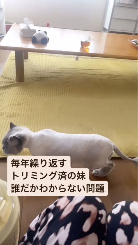 トリミングを終えた猫