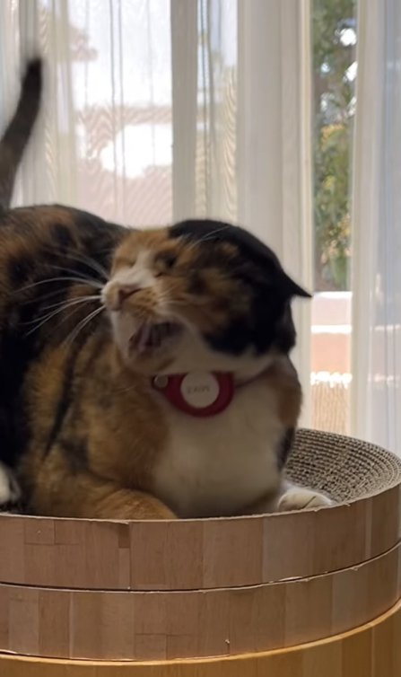 目を瞑って口を開けている三毛猫のアップ