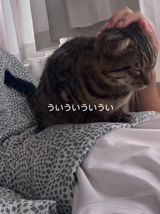 なでられて目を閉じる猫