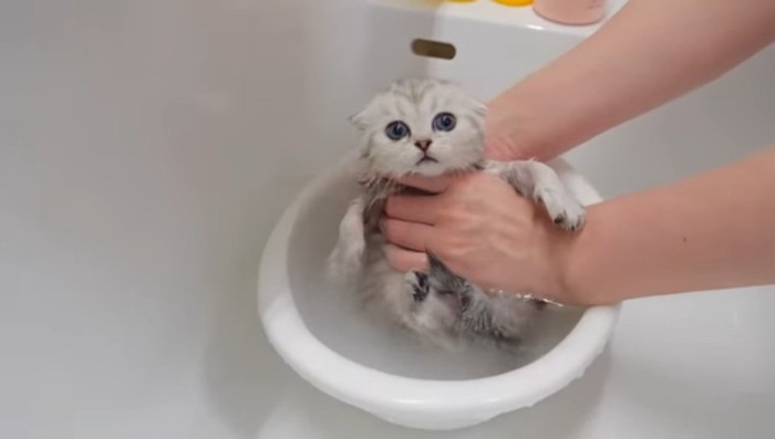 洗面器に入る白子猫