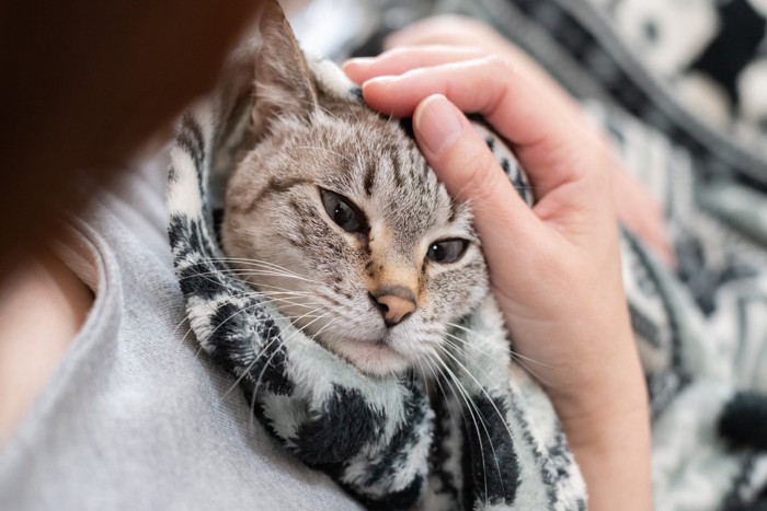 可愛い猫を撫でる飼い主