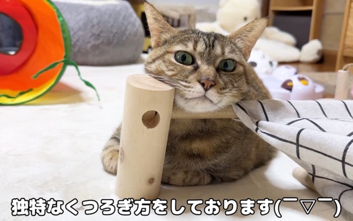 くつろぐ猫