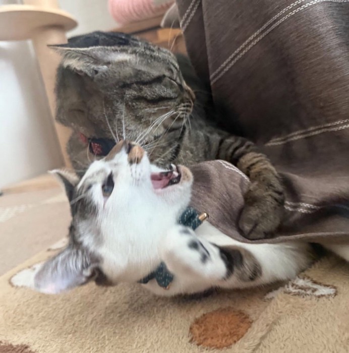 イヤイヤ期の猫と止める猫