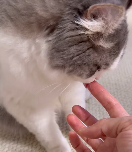 飼い主の指を一生懸命舐める猫