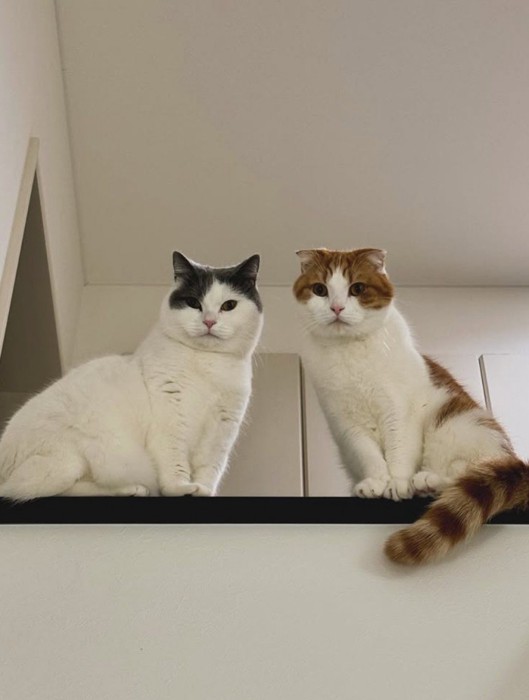 猫2匹が見下ろしている
