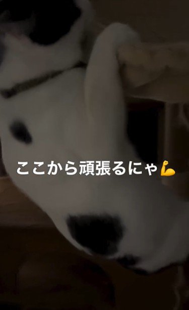 ハンモックに掴まっている猫
