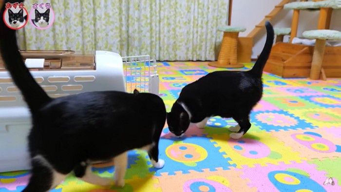 あずき・さくら「久しぶりの家のにおい」