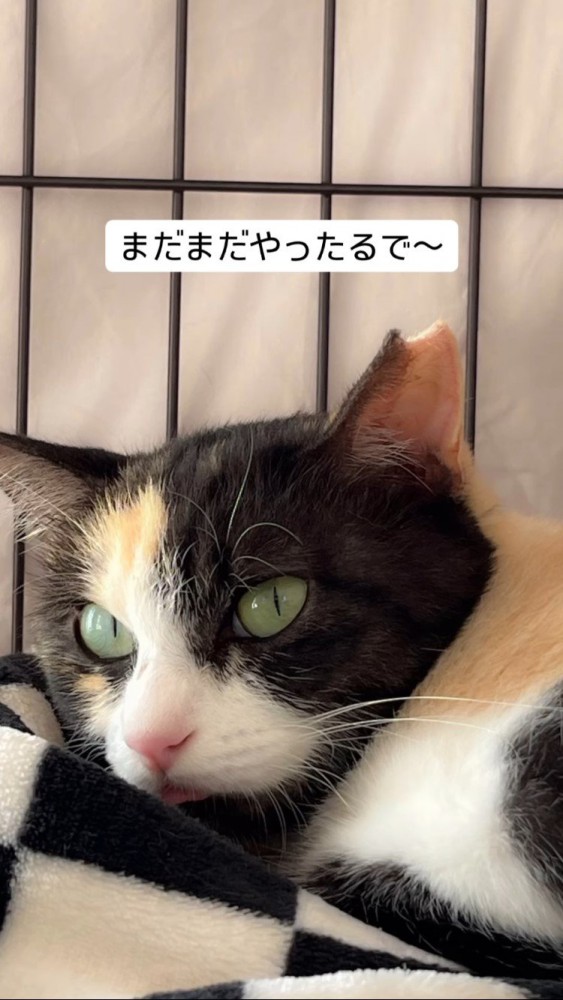 三毛猫のお顔のアップ