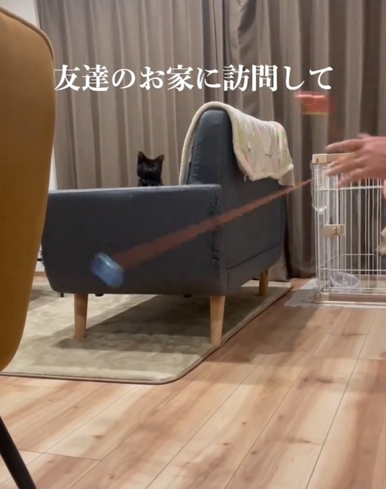 ヨーヨーを見る黒猫
