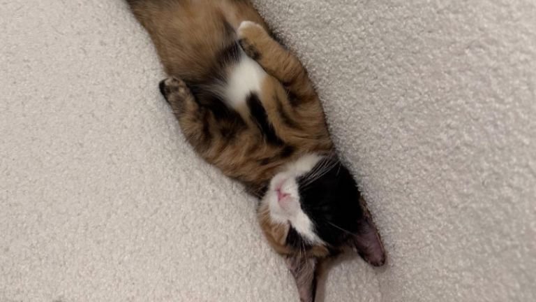 ソファで眠る猫