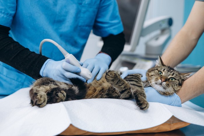 診察を受ける猫