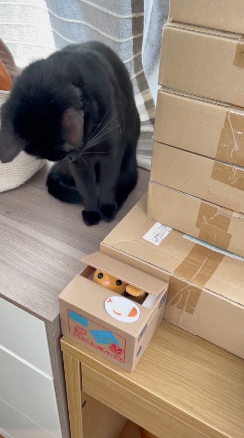 おもちゃの猫が入ったダンボールを見てたじろぐ猫