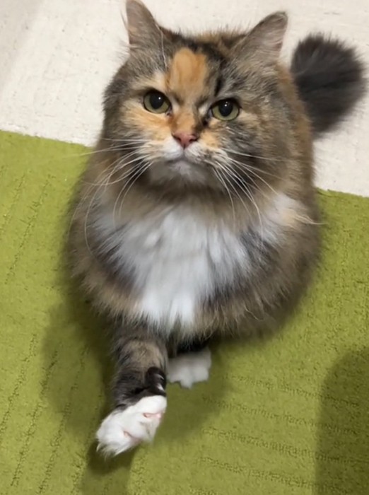 手を差し出す猫