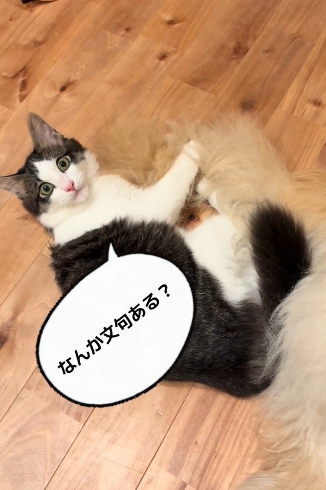 犬のしっぽにじゃれる猫