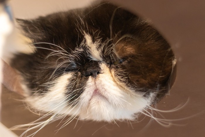 めんどくさそうな猫
