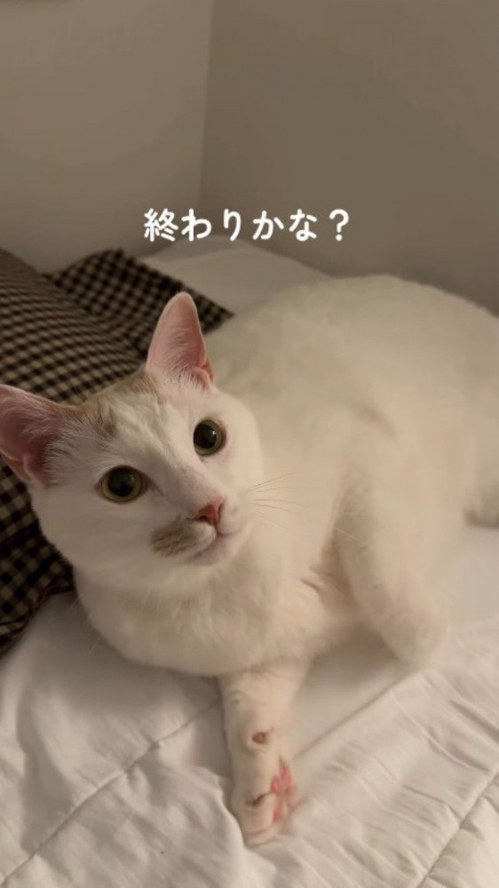 ベッドに寝転がって、飼い主を見つめる猫