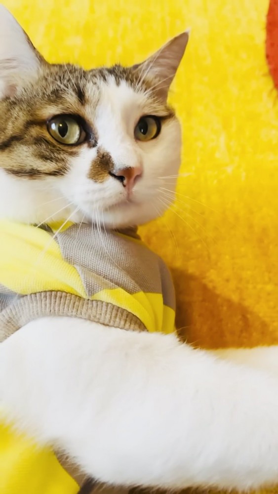 ママを見つめるキジ白猫