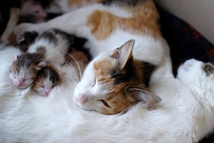 2匹の成猫と子猫たち