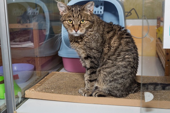 キャットハウスの入口から見えるお尻