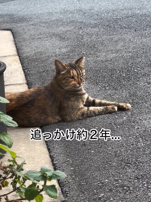 道で横になる猫