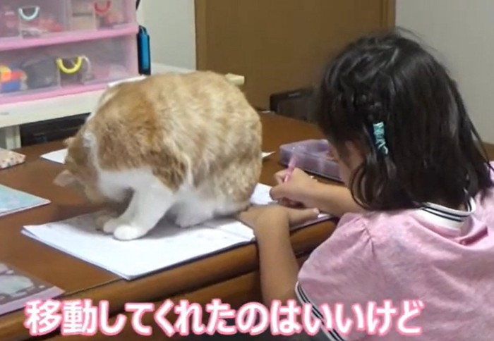 ノートの上に乗る猫(移動してくれたのはいいけど)
