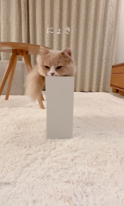 ファイルボックスに入っている猫