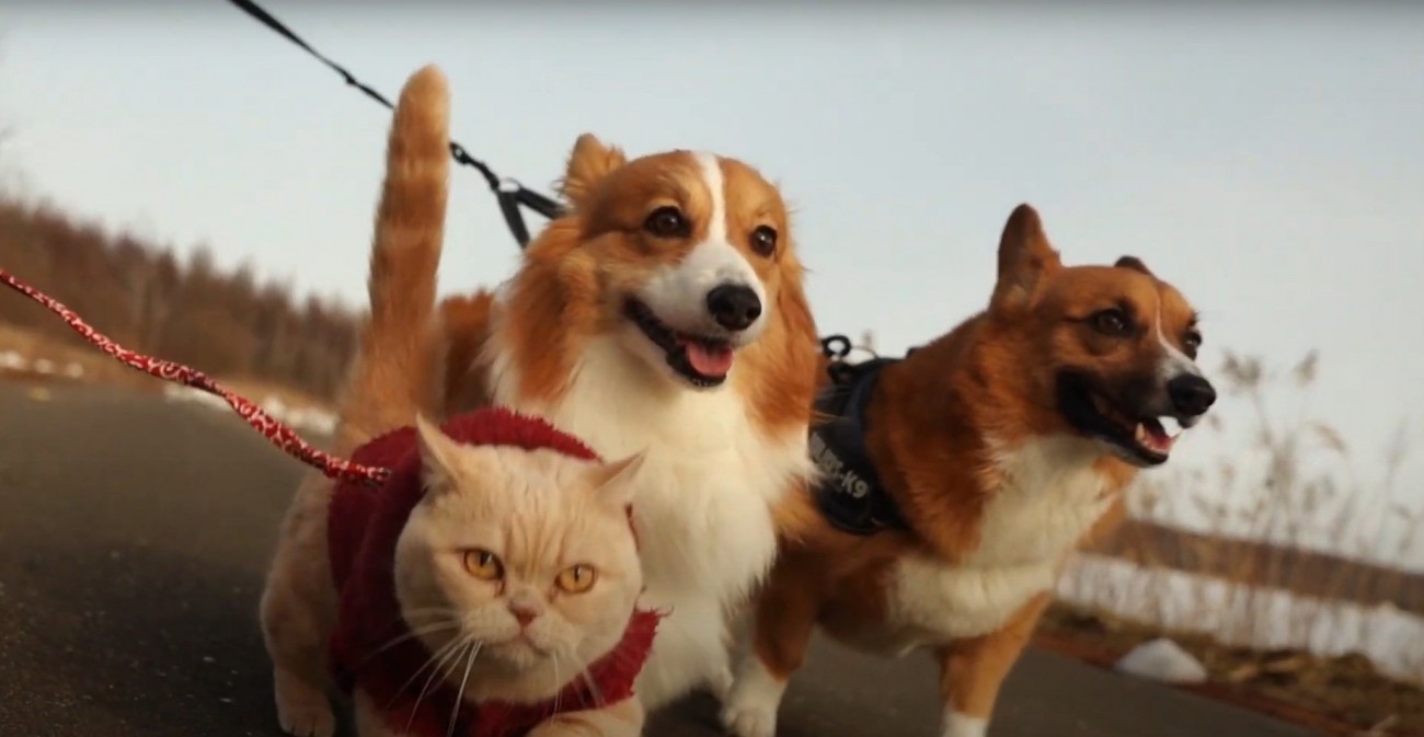 散歩する猫と犬