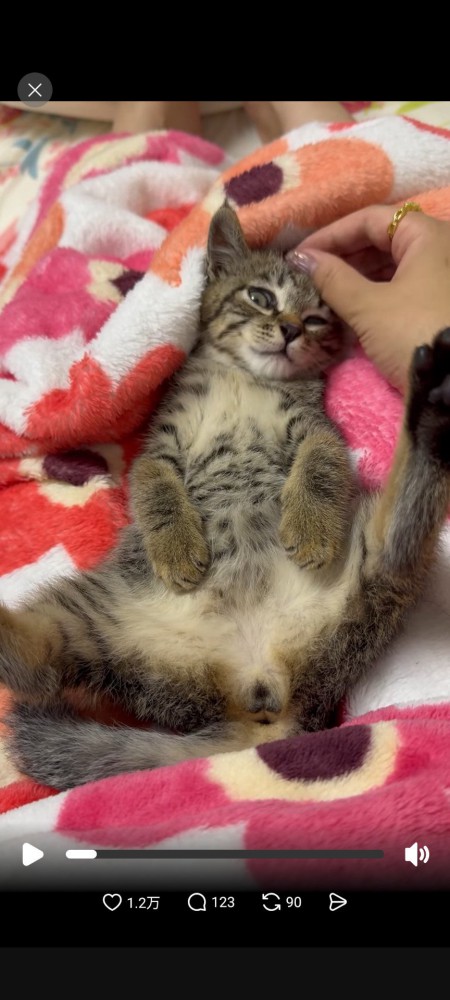 仰向けに転がった猫