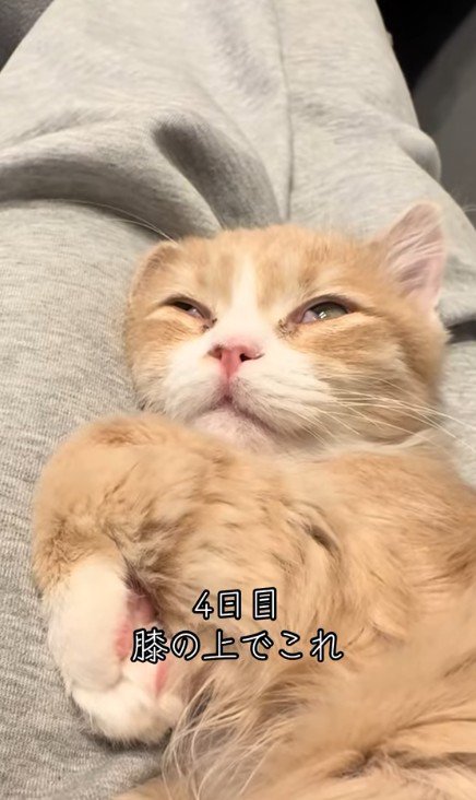 飼い主の膝の上の猫
