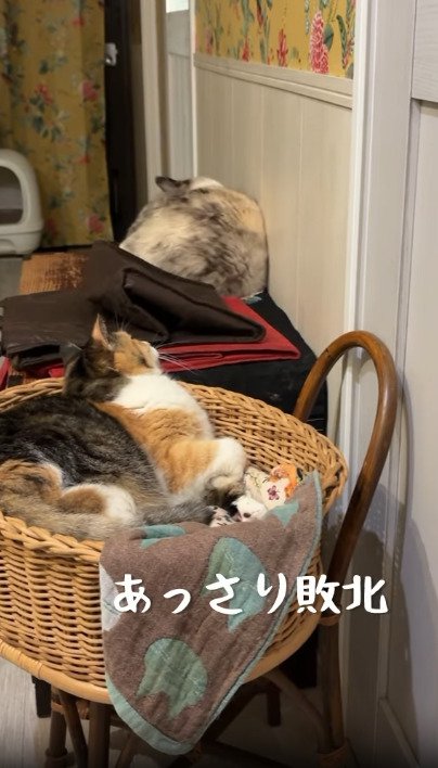 背を向ける猫