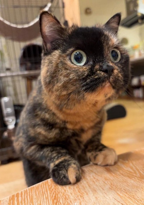 向かって右方向を見つめる猫