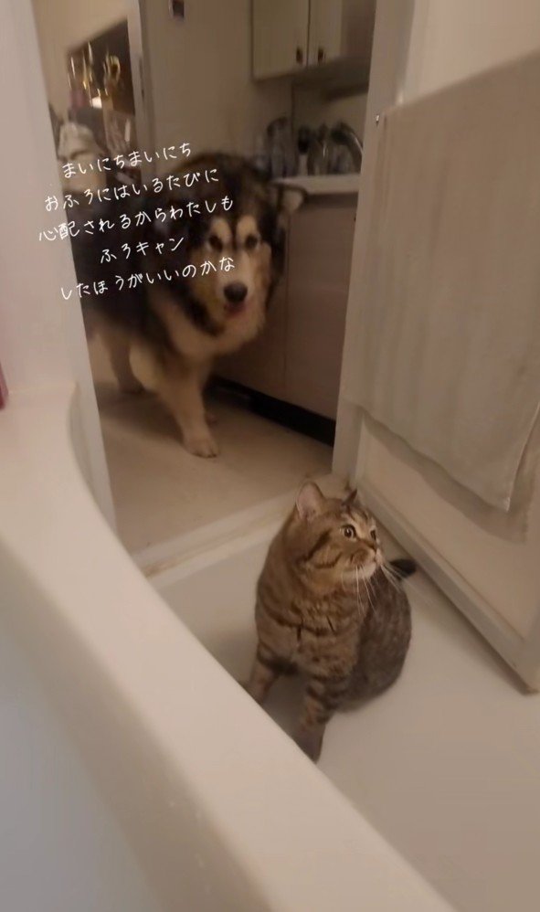 お風呂場の猫と犬
