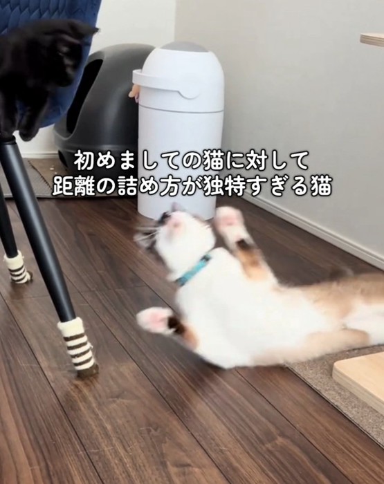 距離を詰めるとろろちゃん