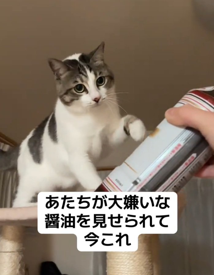 左手でパンチする猫
