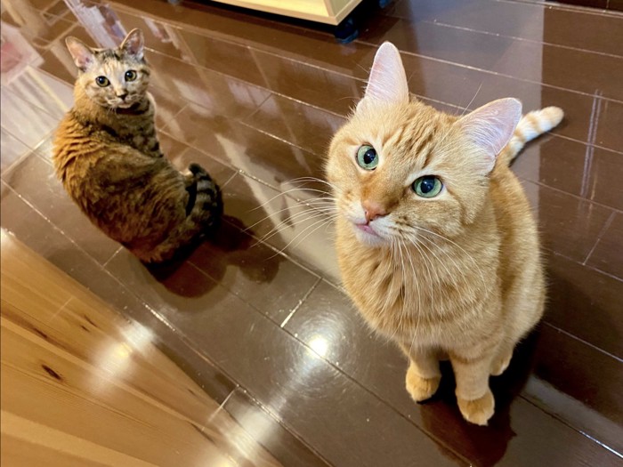 並んでいる2匹の猫