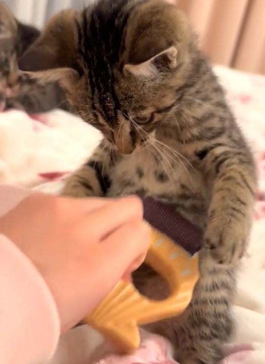 お腹の左脇をブラッシングされる猫（奥にもう一匹の猫）