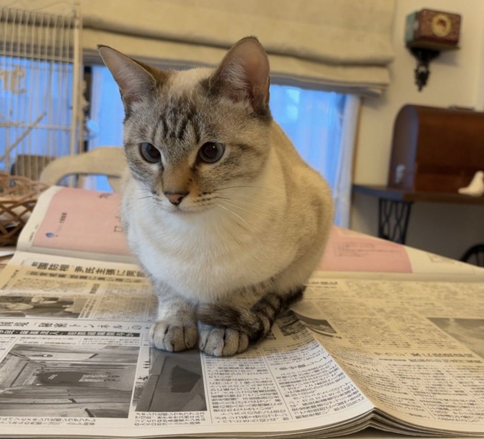 新聞紙の上に座る猫
