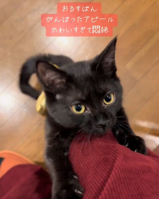 足に手をかける猫