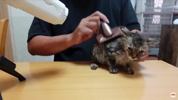 ブラッシングする猫