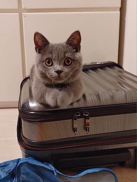 スーツケースに乗る猫